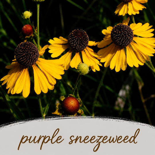Yellow flowers with brown centers labeled 'purple sneezeweed' on a dark background