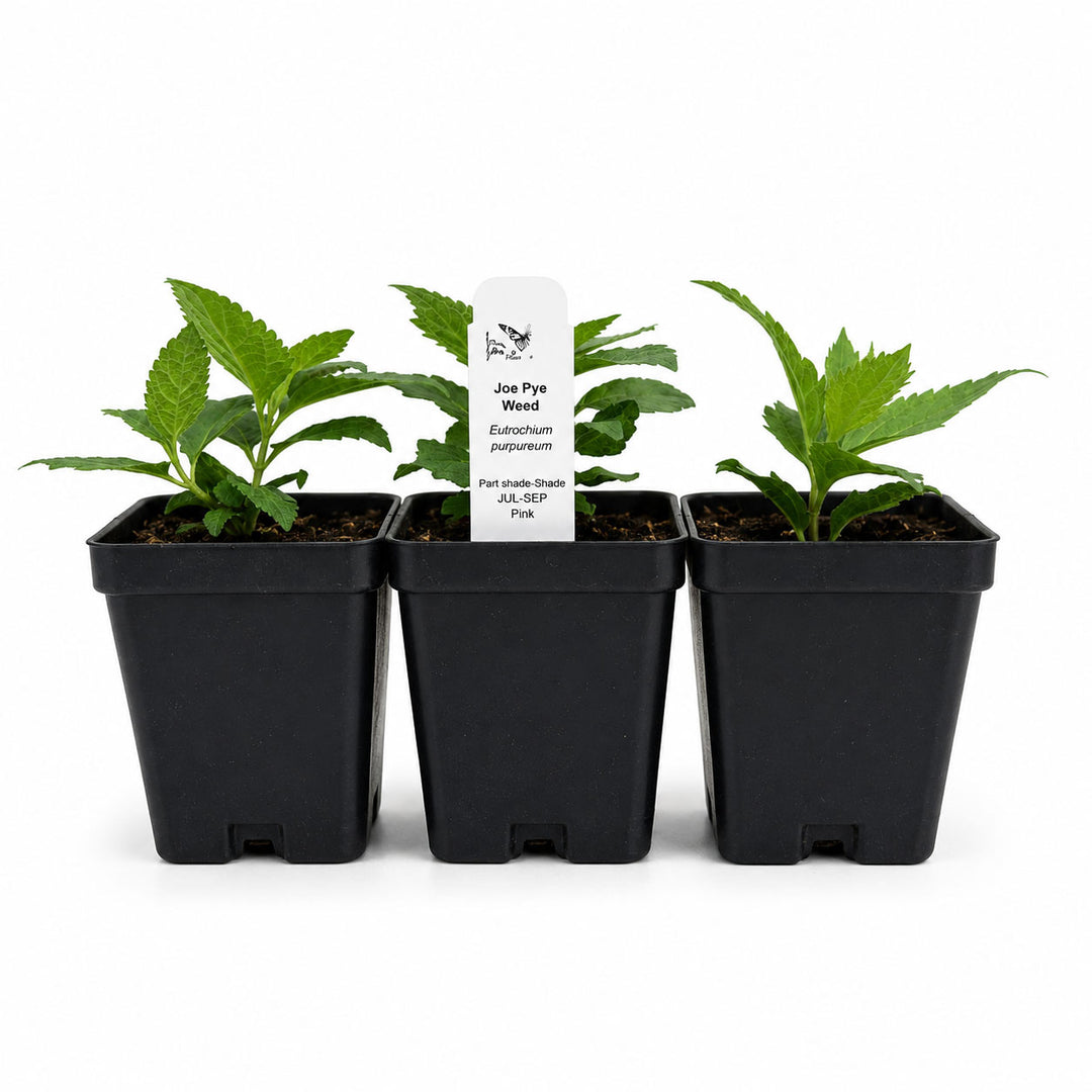 Three potted plants in black pots with a label on a white background