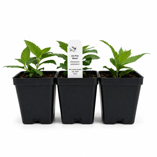Three potted plants in black pots with a label on a white background