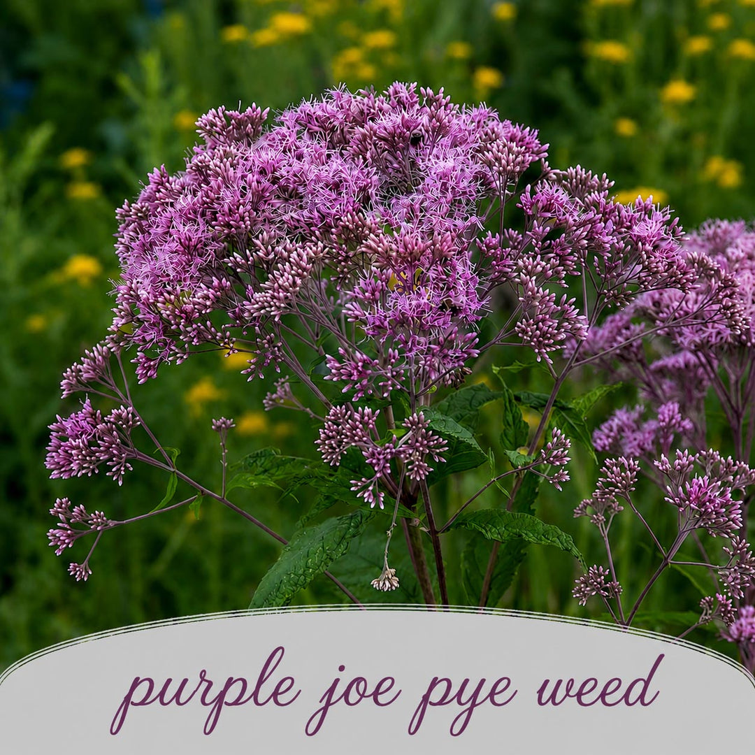 Purple joe pye weed flowers with a blurred green and yellow background