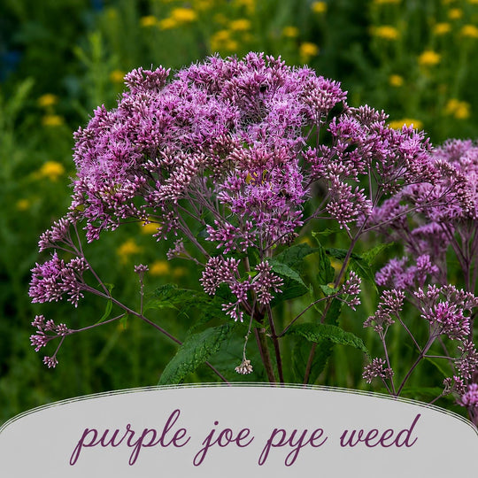 Purple joe pye weed flowers with a blurred green and yellow background