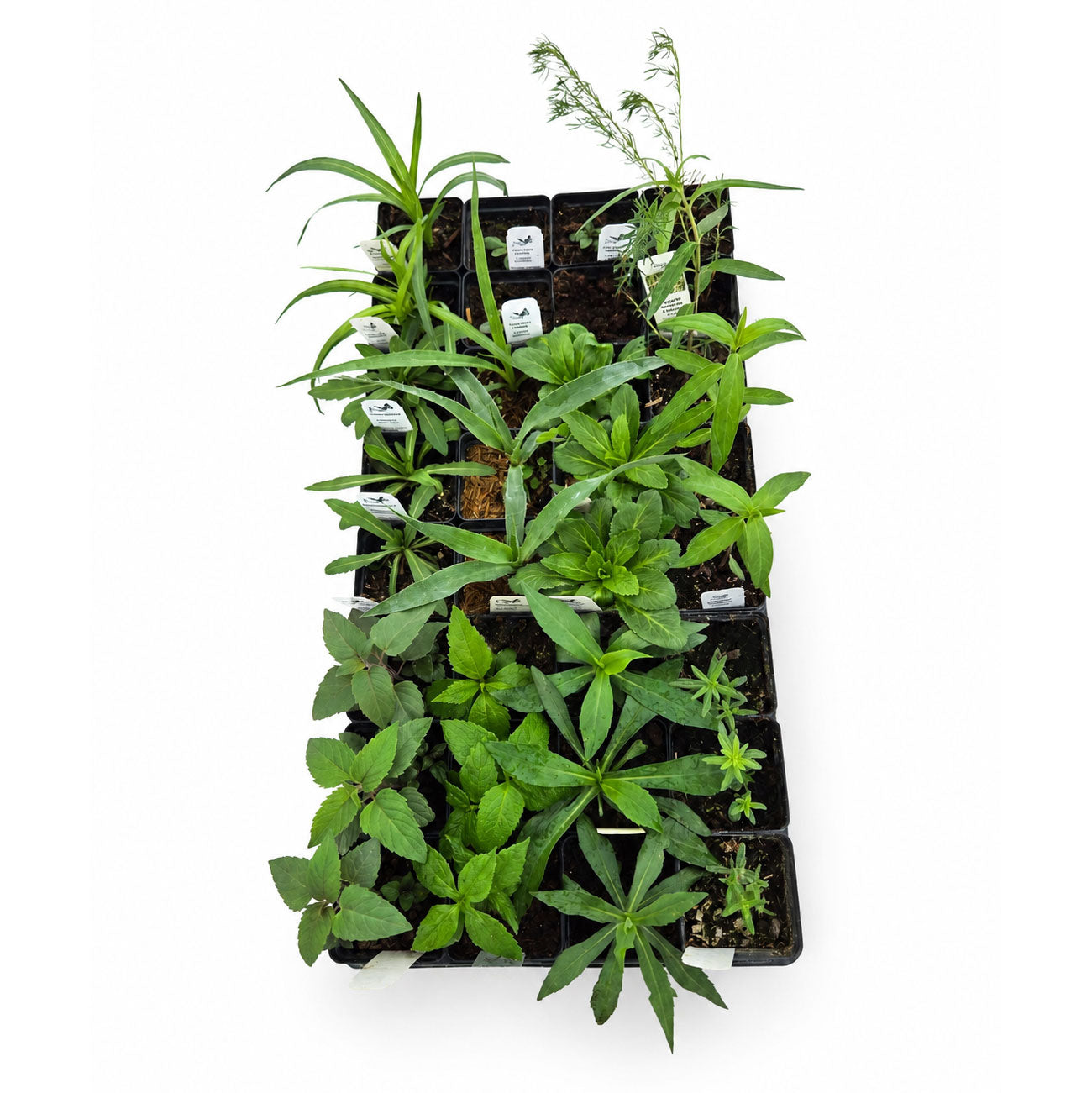 Stack of green plants in black trays on a white background