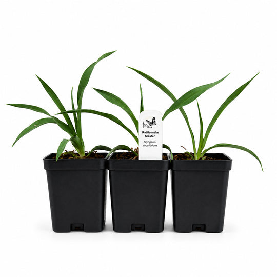 Three potted plants in black pots with a white label on a white background