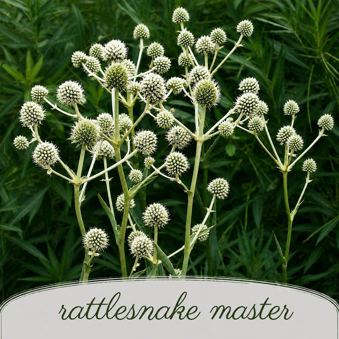 Rattlesnake master plant with green foliage in the background