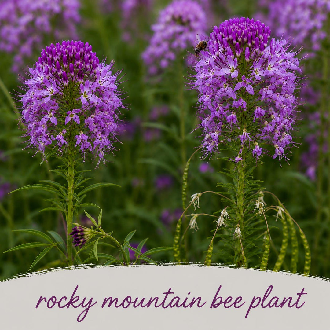 Purple flowers with a bee in a field, labeled 'rocky mountain bee plant'.