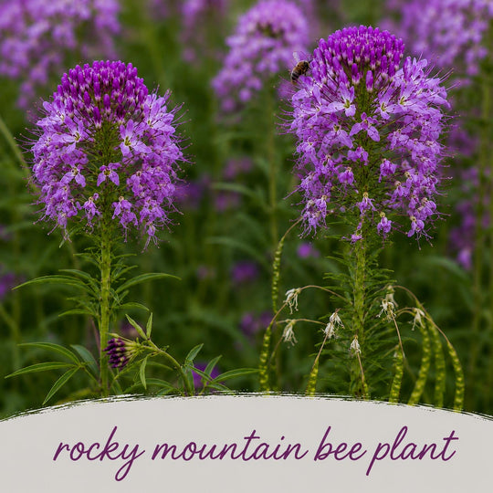 Purple flowers with a bee in a field, labeled 'rocky mountain bee plant'.