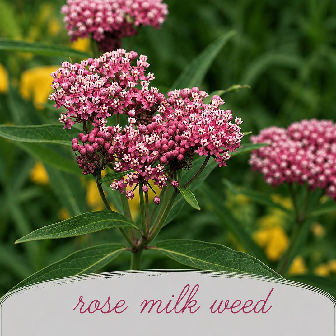 Close-up of pink milkweed flowers with green leaves and a blurred background.