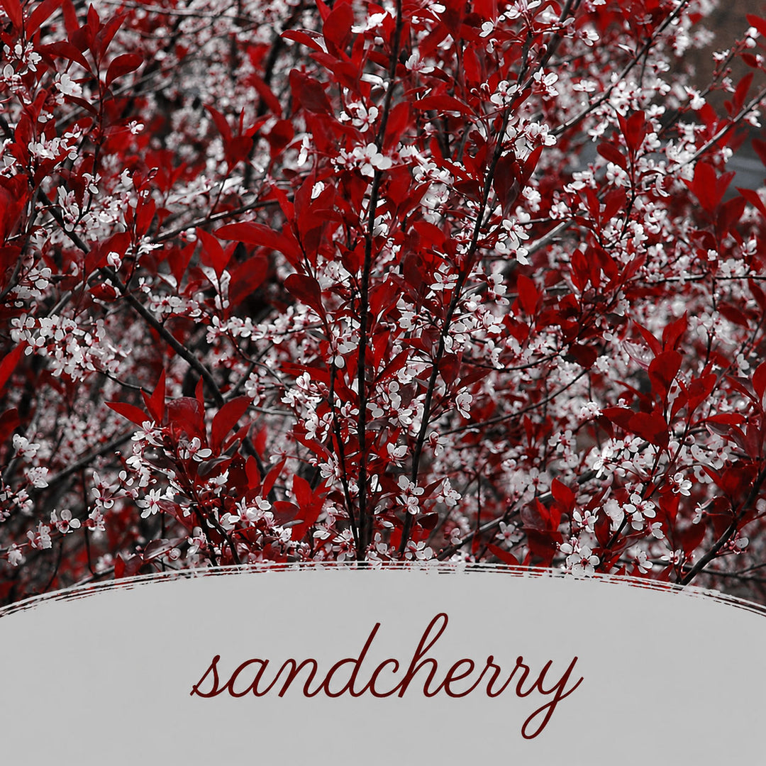 Red and white flowers on a tree with 'sandcherry' text at the bottom.