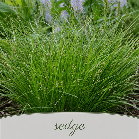 Close-up of sedge plant with a label at the bottom