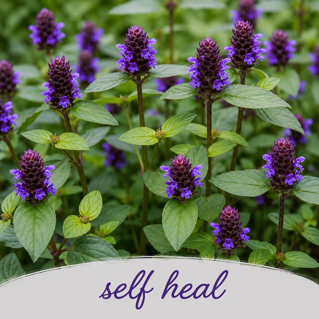 Purple flowers with green leaves and 'self heal' text on a white background