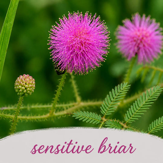 Close-up of a sensitive briar flower with green leaves and a blurred green background.