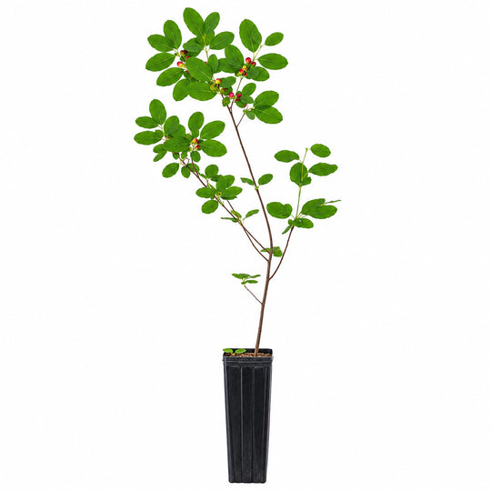 Potted plant with green leaves on a white background