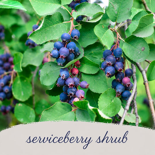 Serviceberry shrub with blue berries and green leaves
