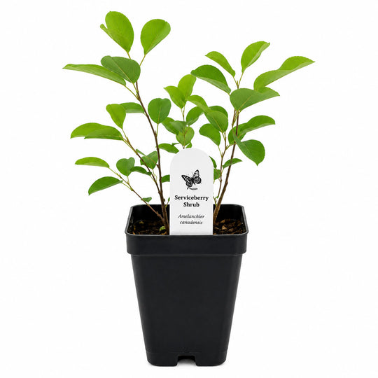 Serviceberry Shrub