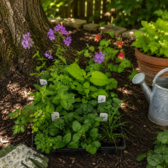 Plants in pots with a watering can on a garden bed