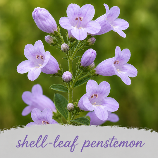 Shell Leaf Penstemon Purple