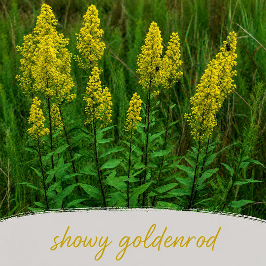 Showy goldenrod plants in a field with green grass.