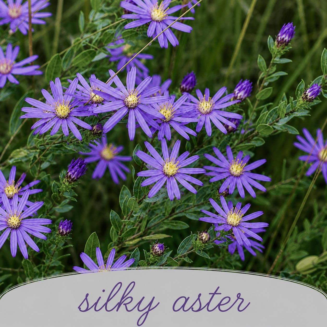 Mini Native Short Pollinator Patch Seed Mix | Prairie Legacy Inc