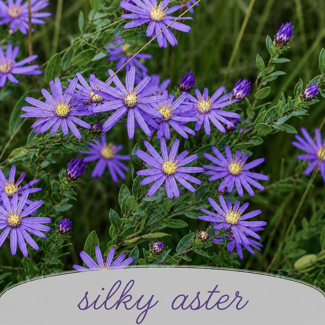 Close-up of purple silky aster flowers with green leaves.
