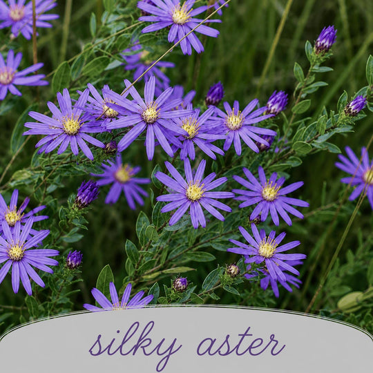 Close-up of purple silky aster flowers with green leaves.