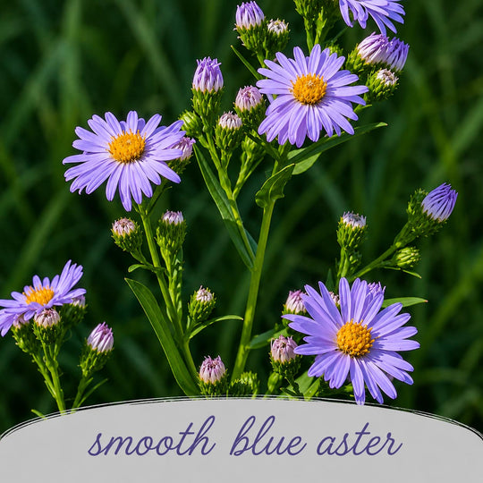 Purple flowers with green leaves on a blurred green background, labeled 'smooth blue aster'.