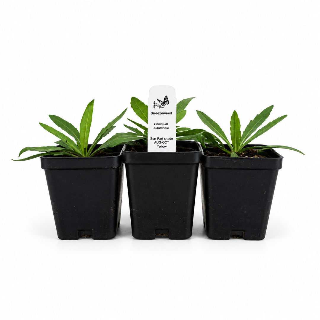 Three potted plants with a label on a white background