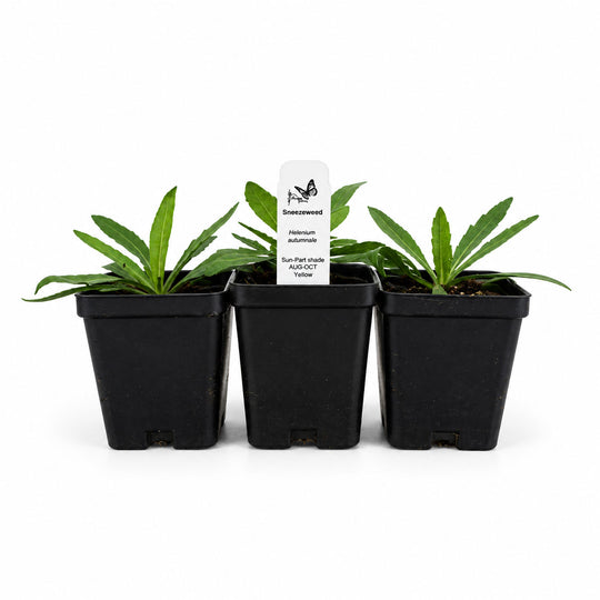 Three potted plants with a label on a white background