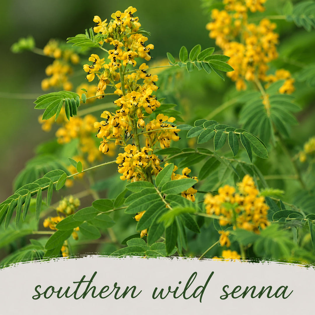 Yellow flowers with green leaves and text 'southern wild senna' on a blurred natural background