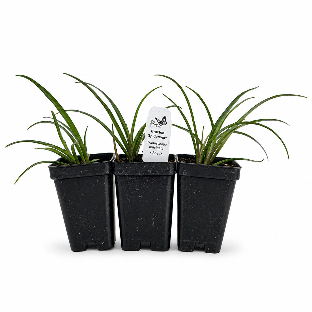 Three potted plants in black pots with a white label on a white background