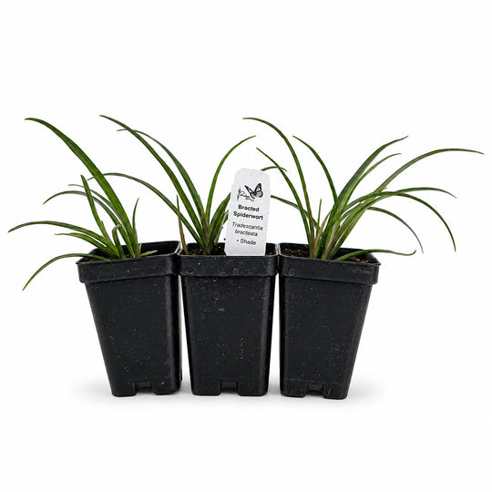 Three potted plants in black pots with a white label on a white background
