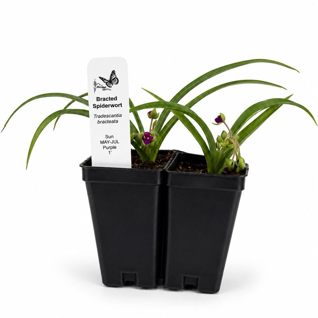 Two potted plants with a label on a white background