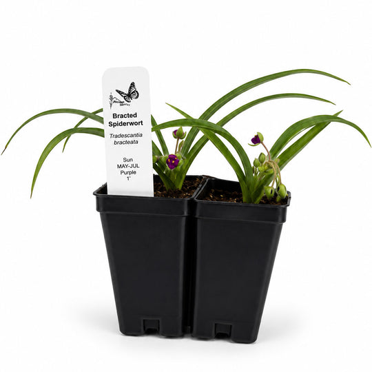 Two potted plants with a label on a white background