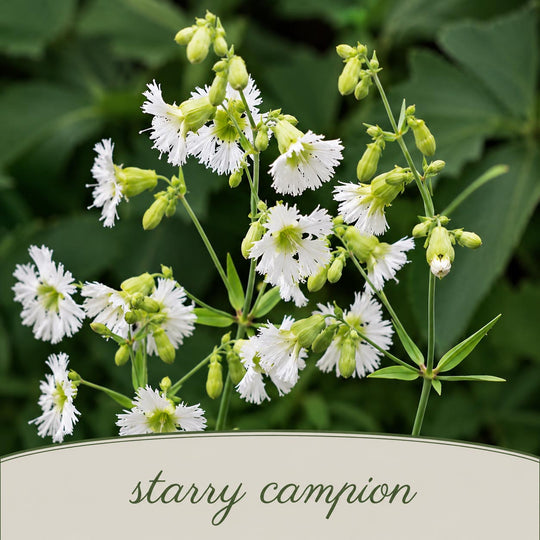 Starry campion flowers with green leaves on a blurred green background