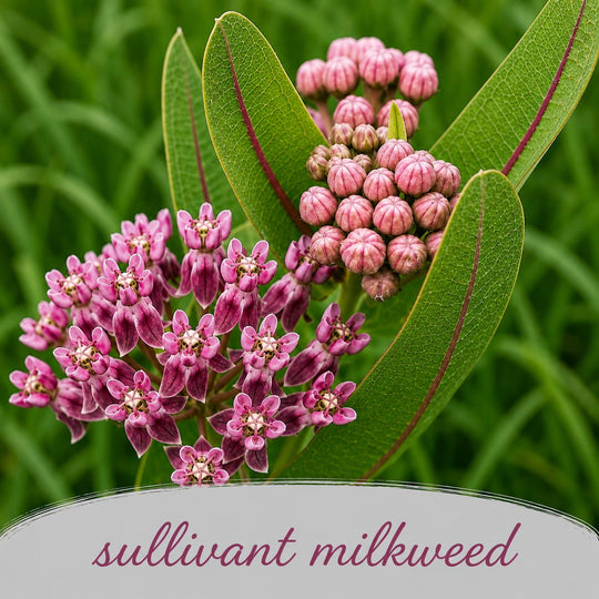 Pink sullivant milkweed flowers with green leaves on a blurred green background