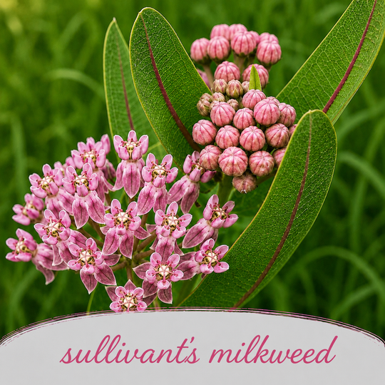 Sullivant's milkweed