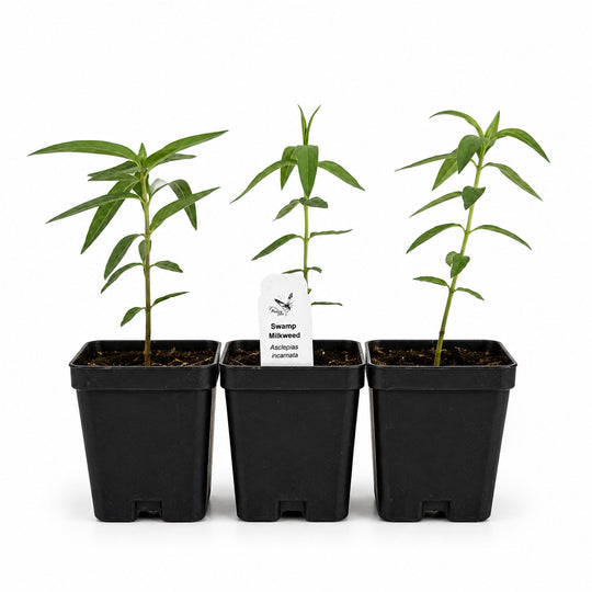 Three potted plants with a label on a white background