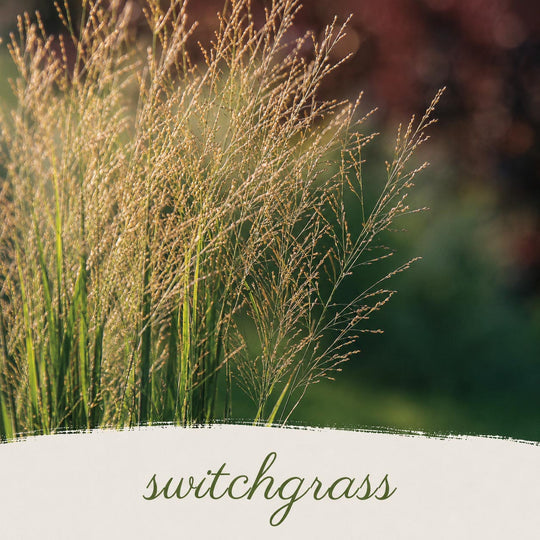 Close-up of switchgrass with a blurred natural background