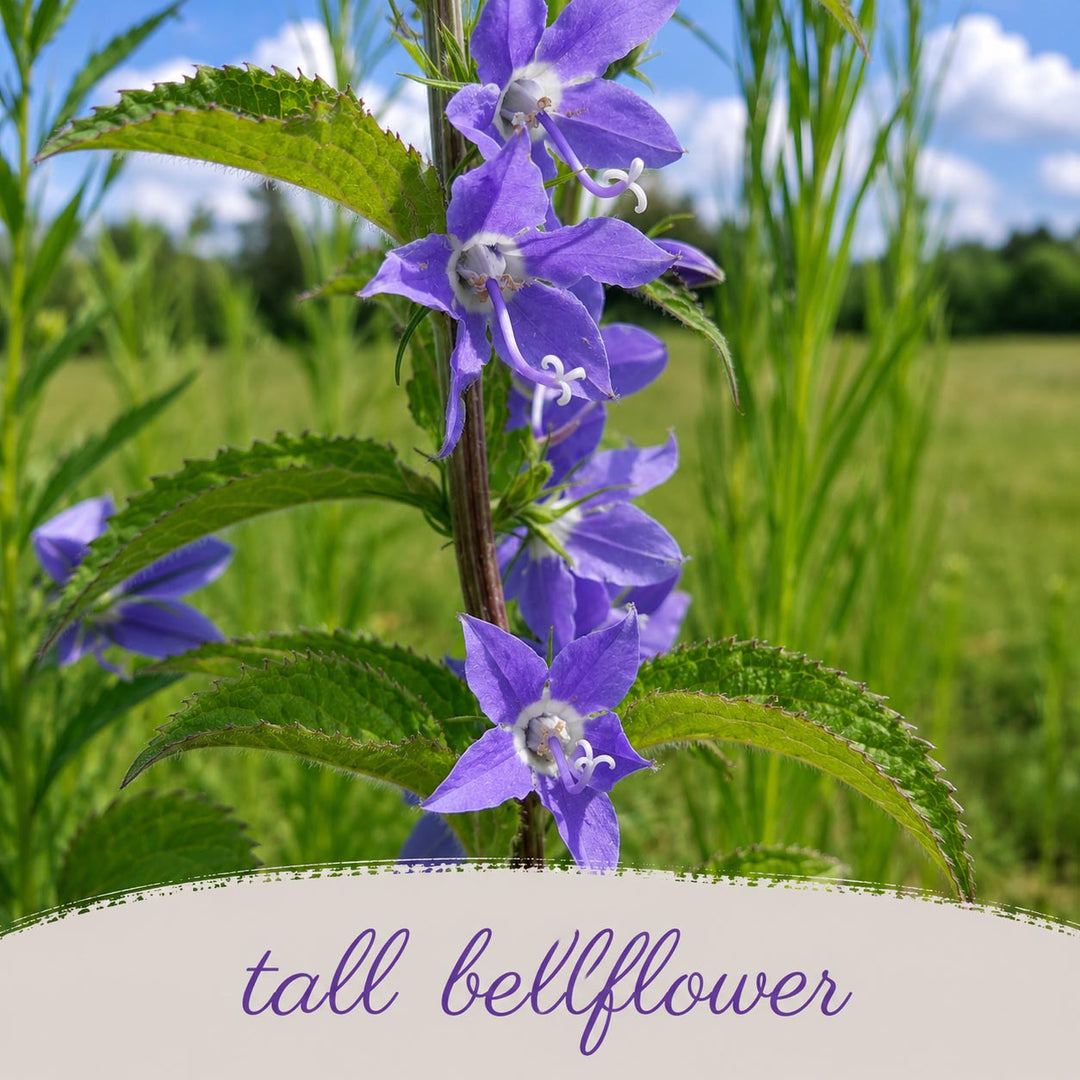Purple bellflower with green leaves against a blurred natural background