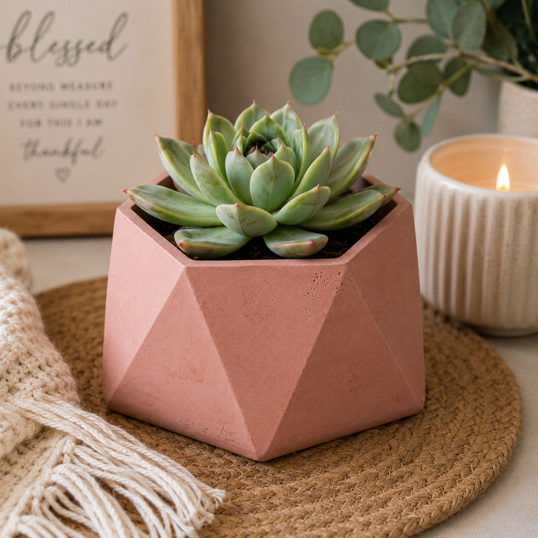 Teracotta pot with succulant