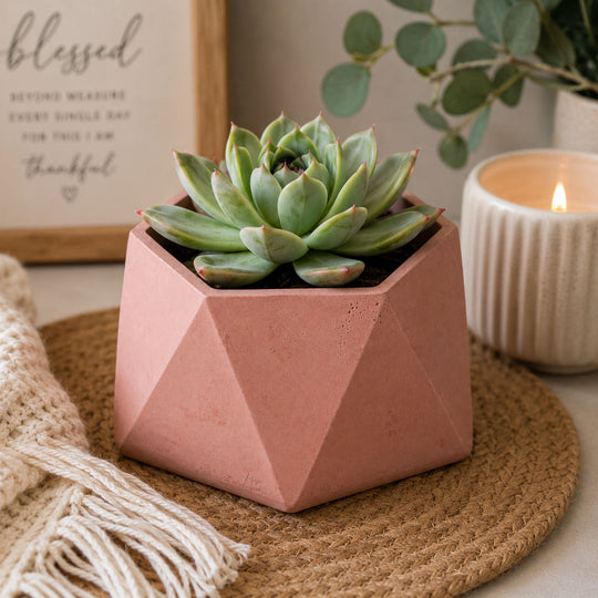 Teracotta pot with succulant