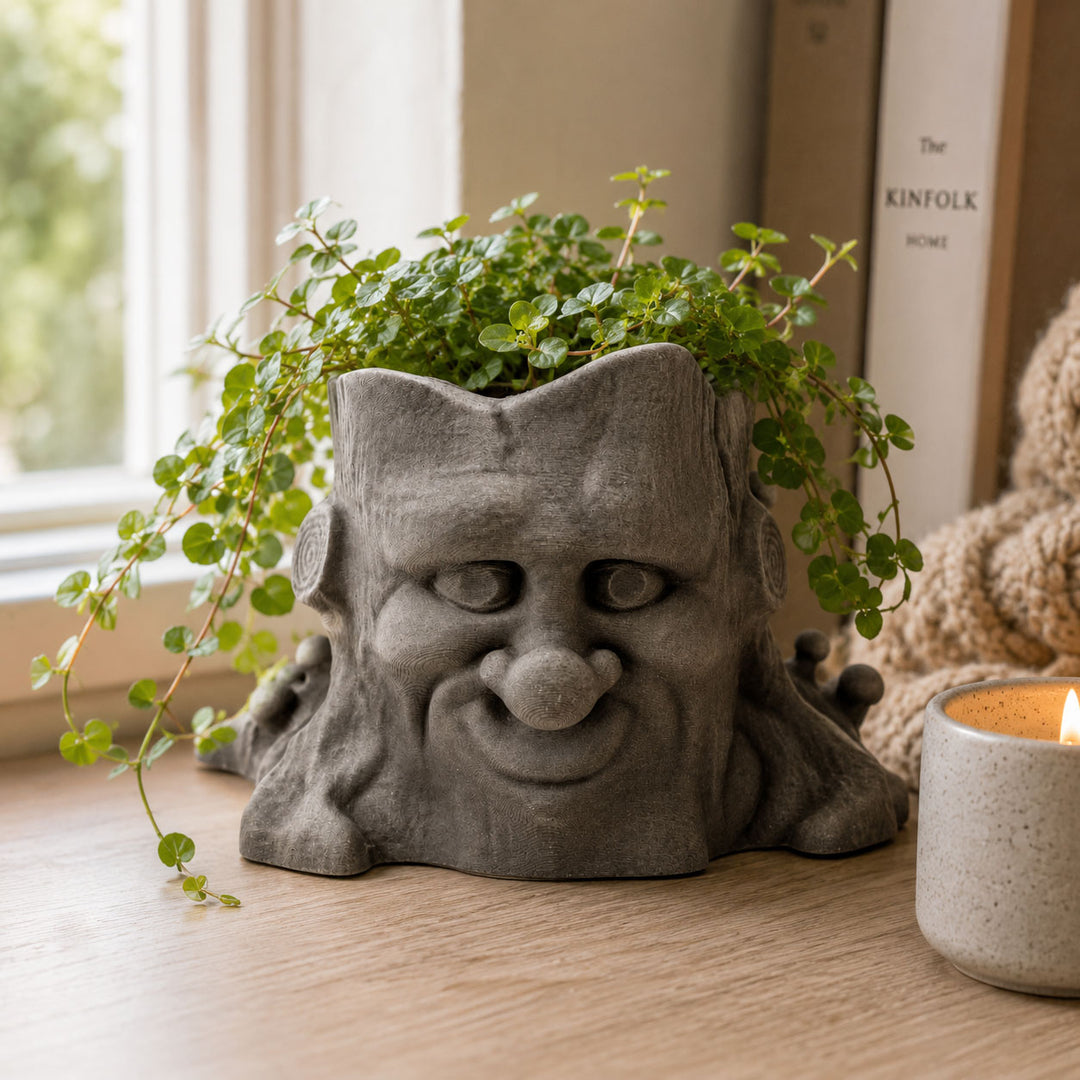 Pot with small plant in it by window