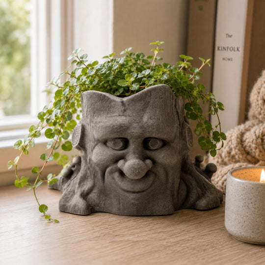 Pot with small plant in it by window