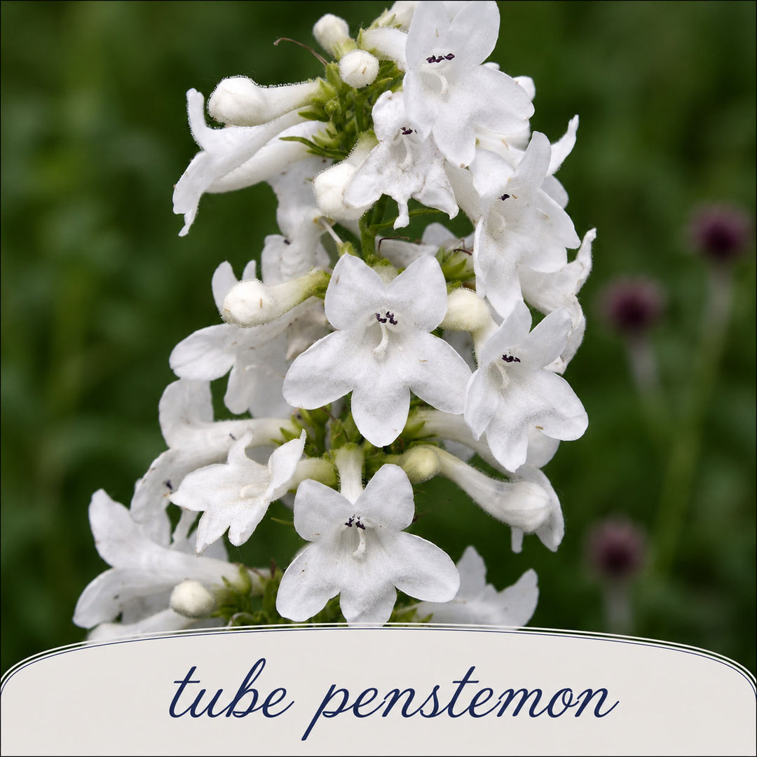 White tube penstemon flowers with a blurred green background
