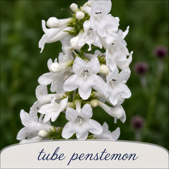 White tube penstemon flowers with a blurred green background