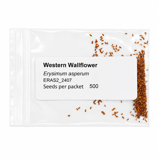 Seed packet for Western Wallflower with visible seeds on a white background