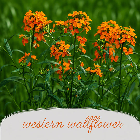 Orange western wallflower flowers with green leaves on a blurred green background