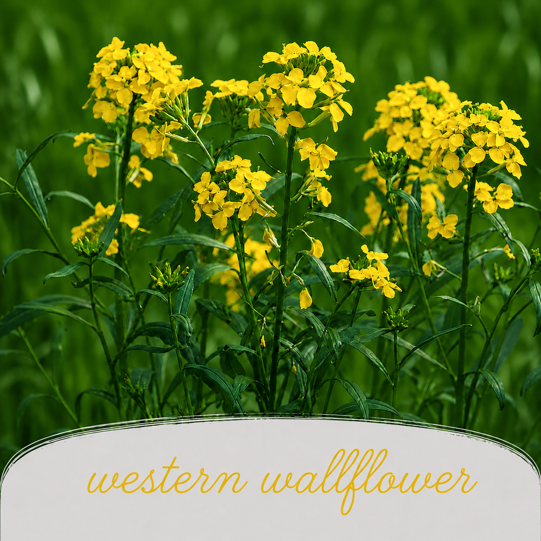 Western Wallflower Yellow