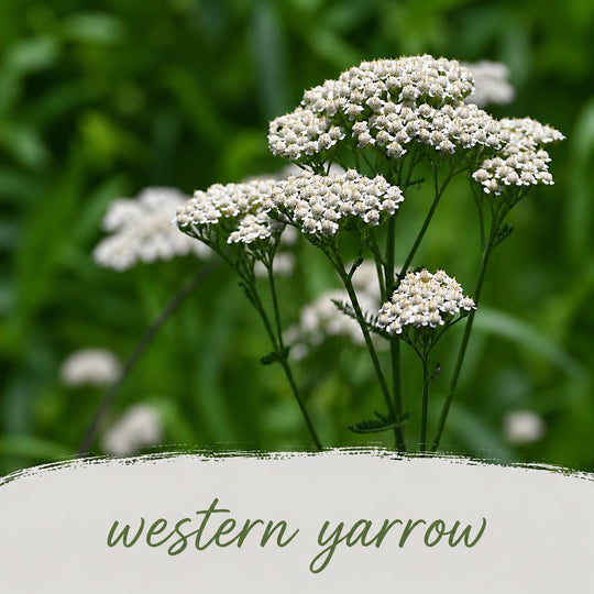 White flowers of western yarrow with a blurred green background