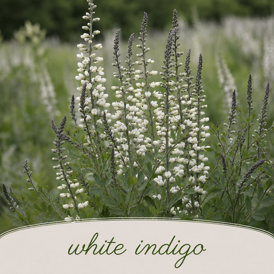 White indigo flowers in a field with a blurred background