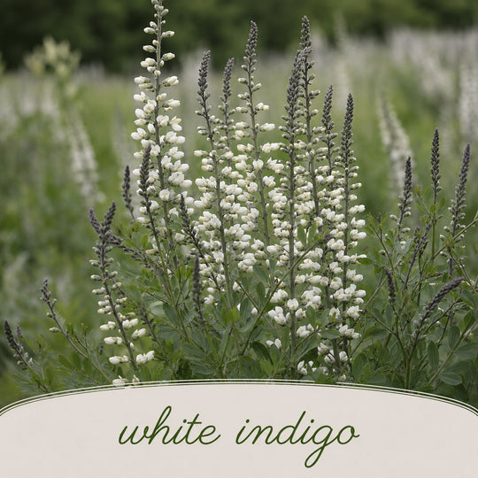 White indigo flowers in a field with a blurred background